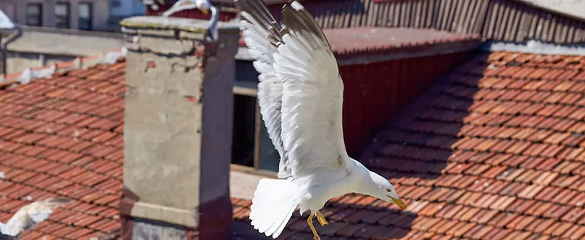 Residential Chimney Animal Removal Solution in Asheboro, NC